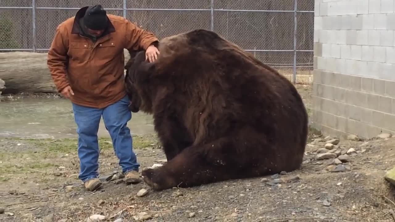 Kodiak bear grabs Jim