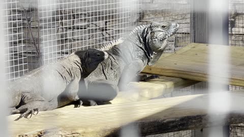 Rock Iguanas | Cyclura Lewisi