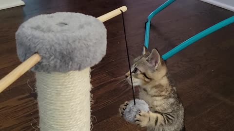 Kitten play