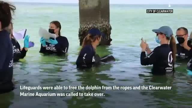 Dolphin freed from crab trap ropes in Florida_Cut