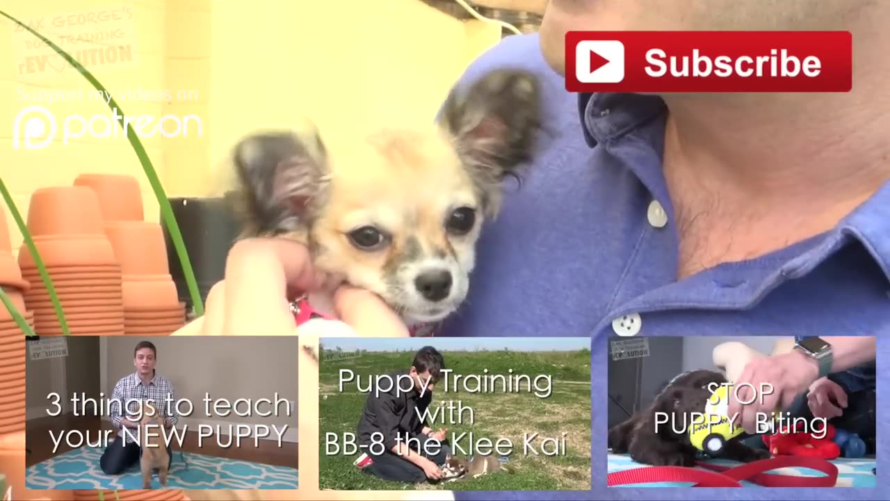 How to Socialize your NEW PUPPY with People and Places