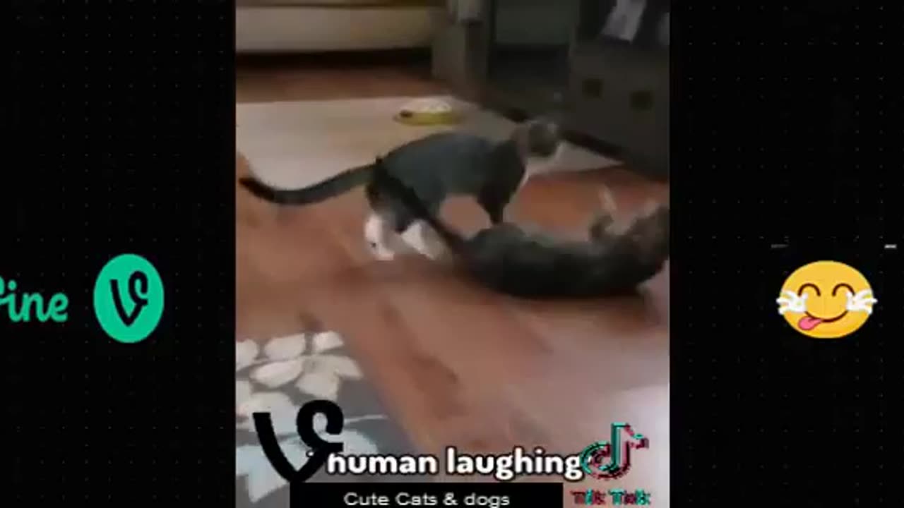 Animals Doing Human Things: The Hilarity Never Ends