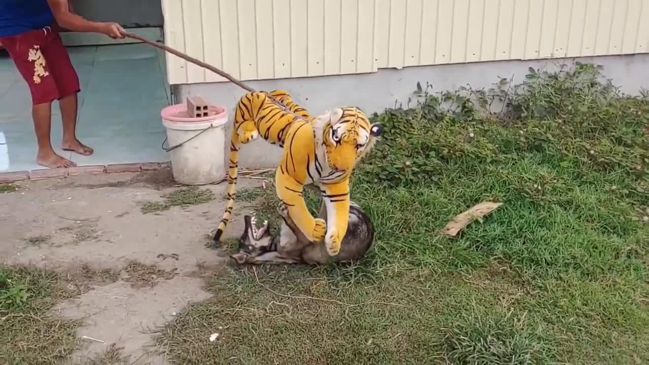 Wow Nice Fake Tiger Prank Dog!!! Dog Run Very Funny Prank Video 2021