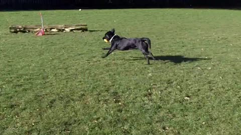 Labrador Josie dog training
