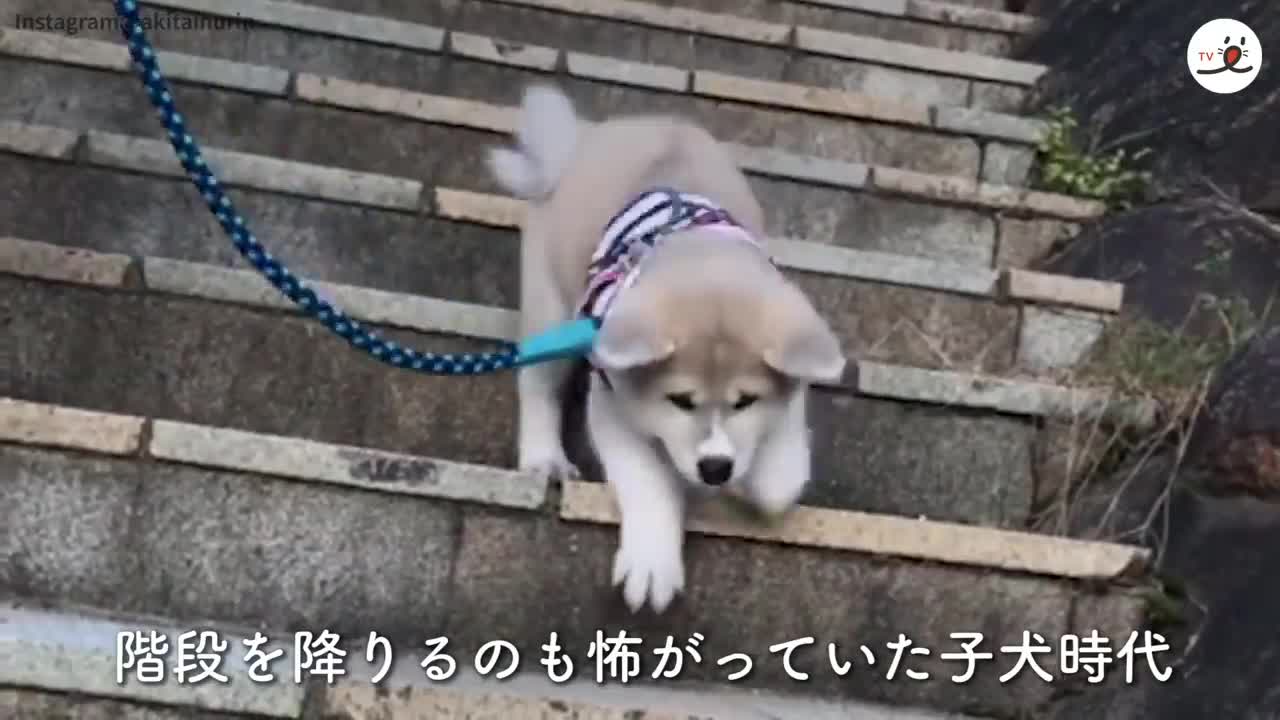 小さな弟を、大きな身体と心で見守る秋田犬さん♡