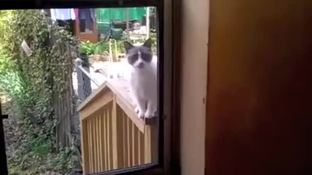 Yelling Cat