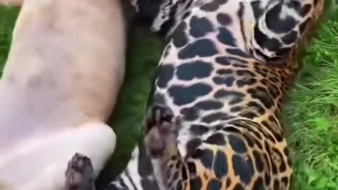 Jaguar Belly! ADORABLE