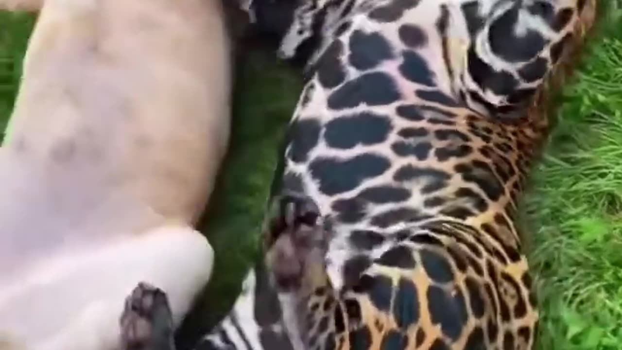 Jaguar Belly! ADORABLE