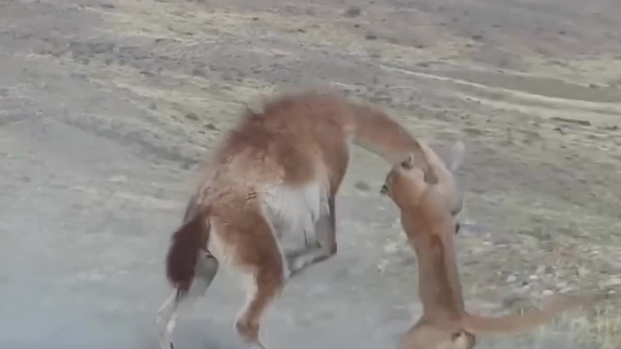 Puma kill Guanaco in Torres del paine National