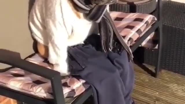 Dog videos