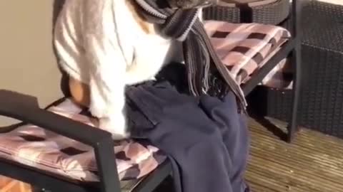 Dog videos