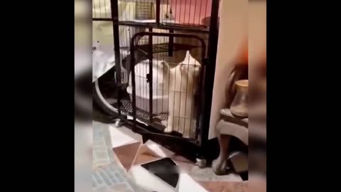 Funny animals part 3 😂😂/crazy cats and dogs 😂😂