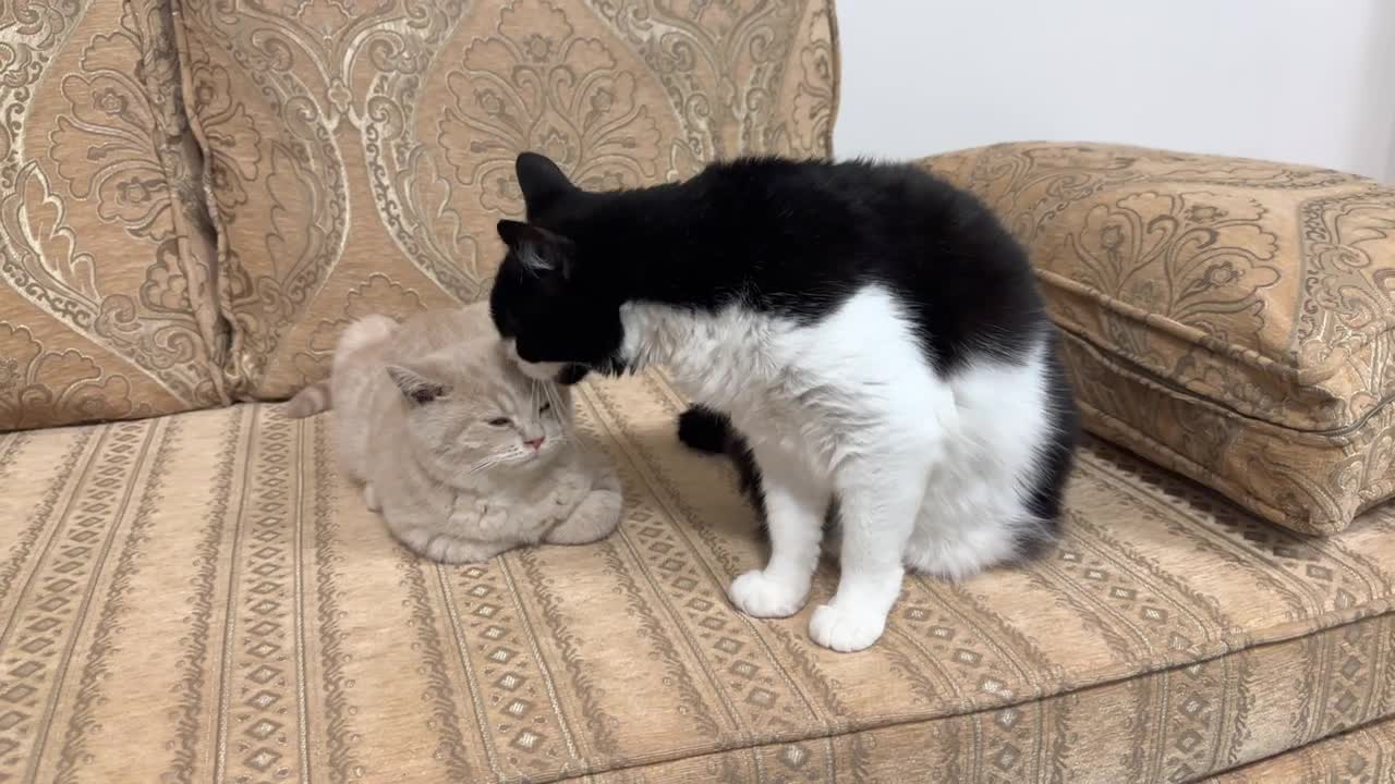 Cat Lovingly Grooms Kitten