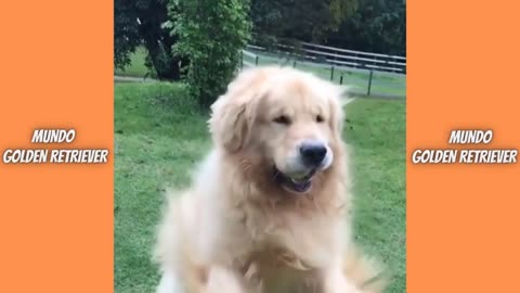 Funny Dogs - Golden Retriever compilation | Golden Retriever videos