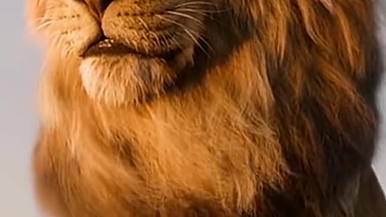 The Lion King