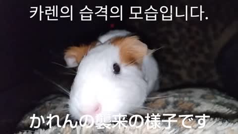 かれんの襲来 !! 카렌의 습격