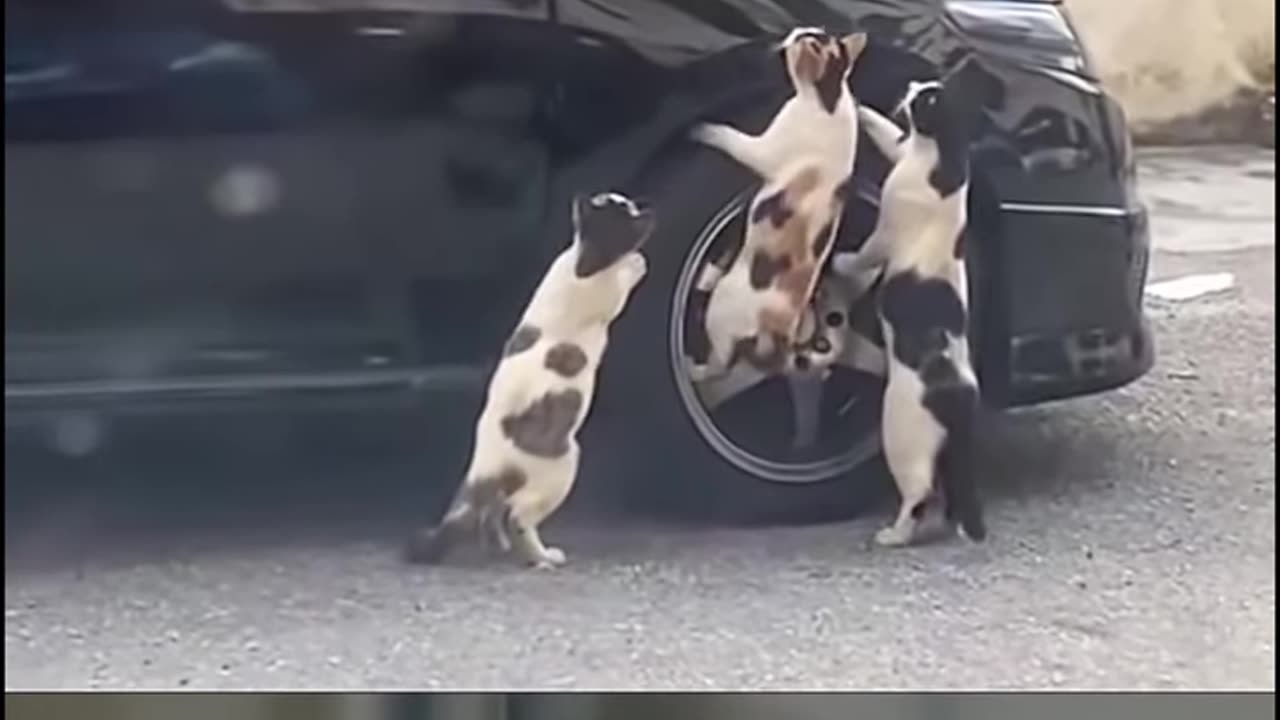 Birds playing with cat 🐈