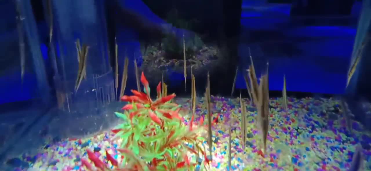 zooplankton
