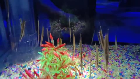 zooplankton