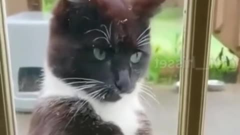 Funny animals video🤣😂😺😾😼😻🙈