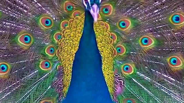 flamboyant peacock dancing in the rain