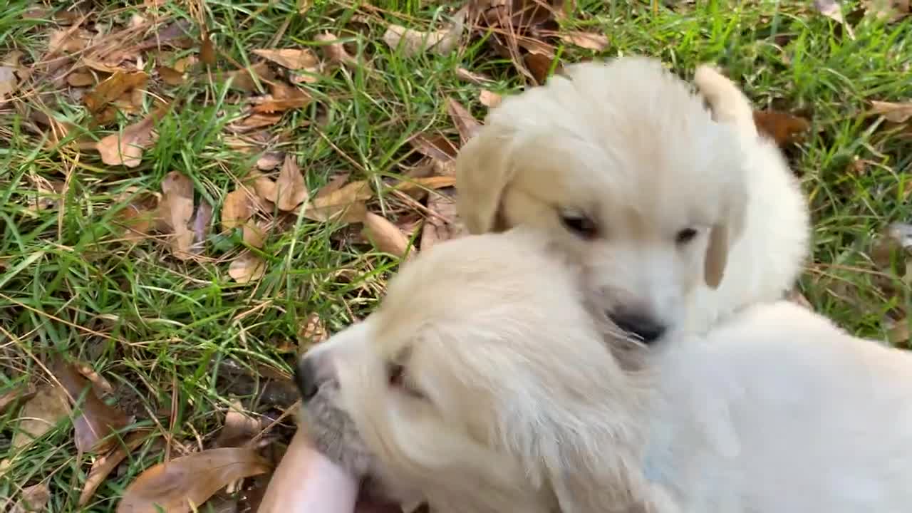 Thunder (royal blue) and Louie (light blue) (1)