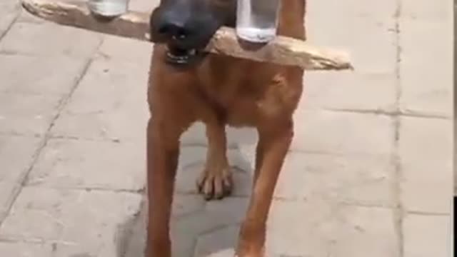 Incredible dog doing tricks😳😳