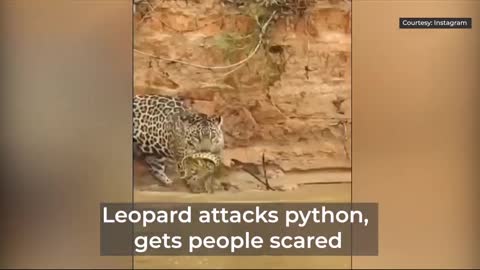 Leopard attacks python, gets people scared