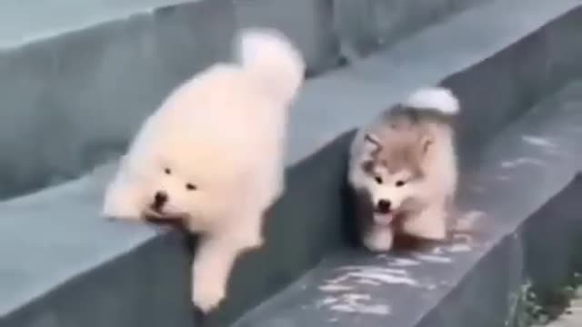 Cute puppy rolling down the stairs