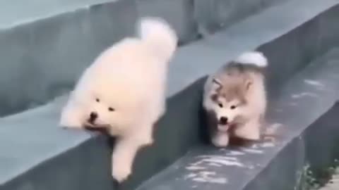 Cute puppy rolling down the stairs