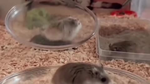 Rat Racing funny video 🤣🤣 | Funny Rat video