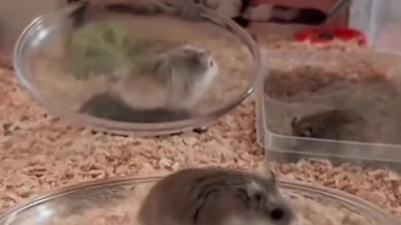 Rat Racing funny video 🤣🤣 | Funny Rat video