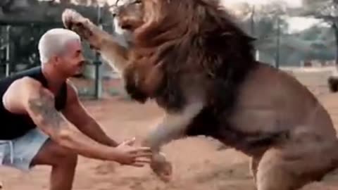 Lion play with his trainer