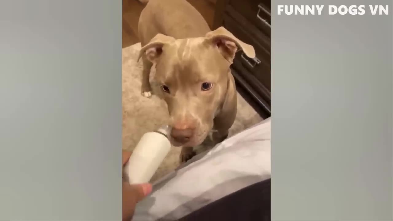 Funniest Dogs And Cats 🐱🐶 Best Funniest Animals Videos 2023 😍