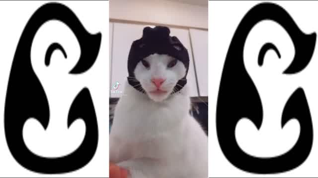 FUNNY CATS FOUNS ON TIKTOK - CUTE CAT COMPILATION