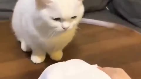 cute baby cat 😺 reaction #cat #shorts