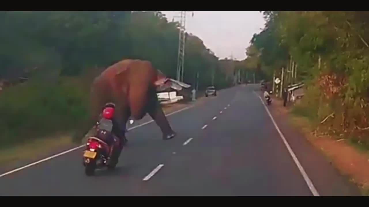 Sri Lankan Girl with her Baby Ride Scooty into Wild Elephant