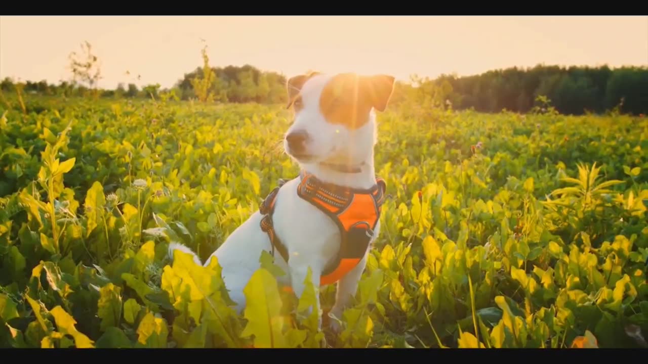 Handsome dogs