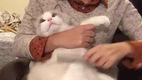 what kind of experience is it to comb the Muppet cat [video collection of daily super cute of Jiume