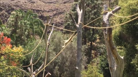 Cute Gibbons Playing & Climbing