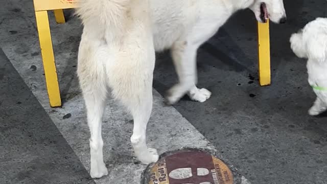 Copito meeting a big new friend