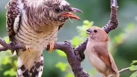 Amazing friendship Bird