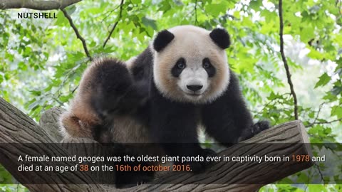 Panda _ Animal Facts