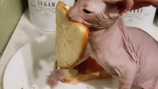 Cat Steals a Sandwich