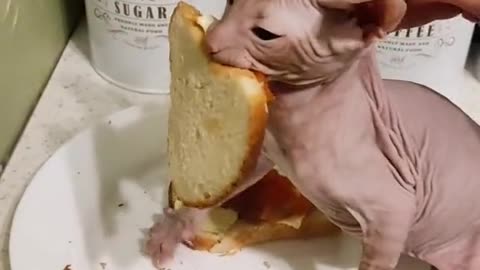 Cat Steals a Sandwich