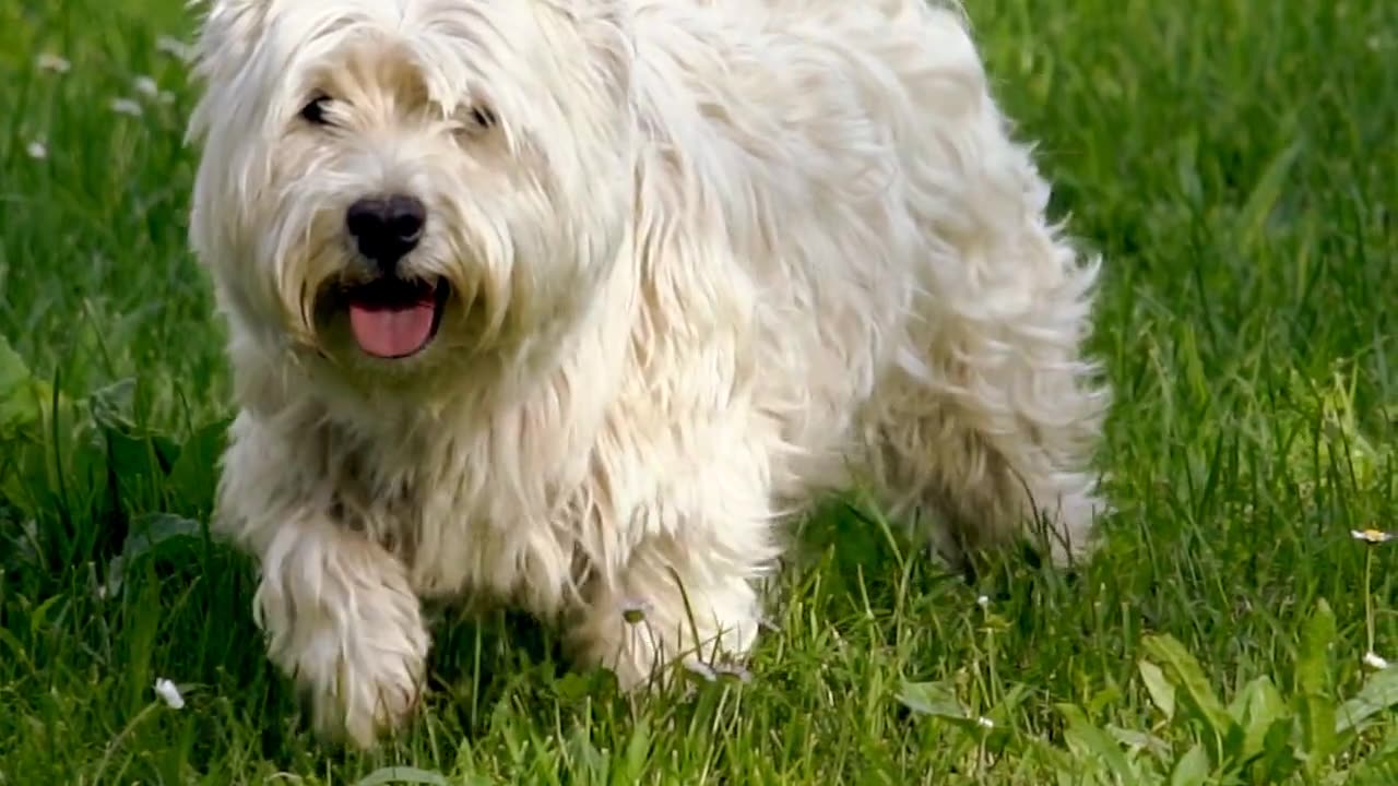 Dog Running and fall near the lake