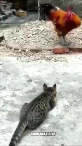 This Cute Cat pranks chicken,and sees the consequences