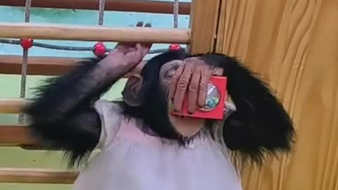 The singing chimp