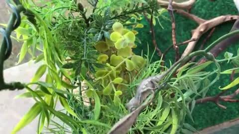 Two Baby Ambilobe Panther Chameleons Growing Up