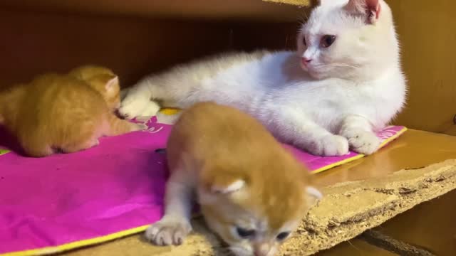 Great dad cat helps mother cat take care of kittens